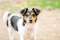 �uczek - niewielki mix terrierka szuka domu!