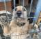 Fuks - weso�y, m�ody terrier mix szuka domu!