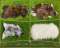 Szwedzkie sk�ry owcze Premium - Jaworzyna �l�ska